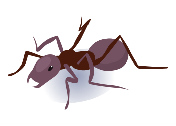 Ant Treatments in London - Pinpoint Environmental Services